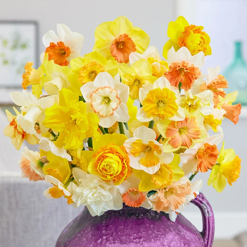 Hybridizer's Daffodil Mixture