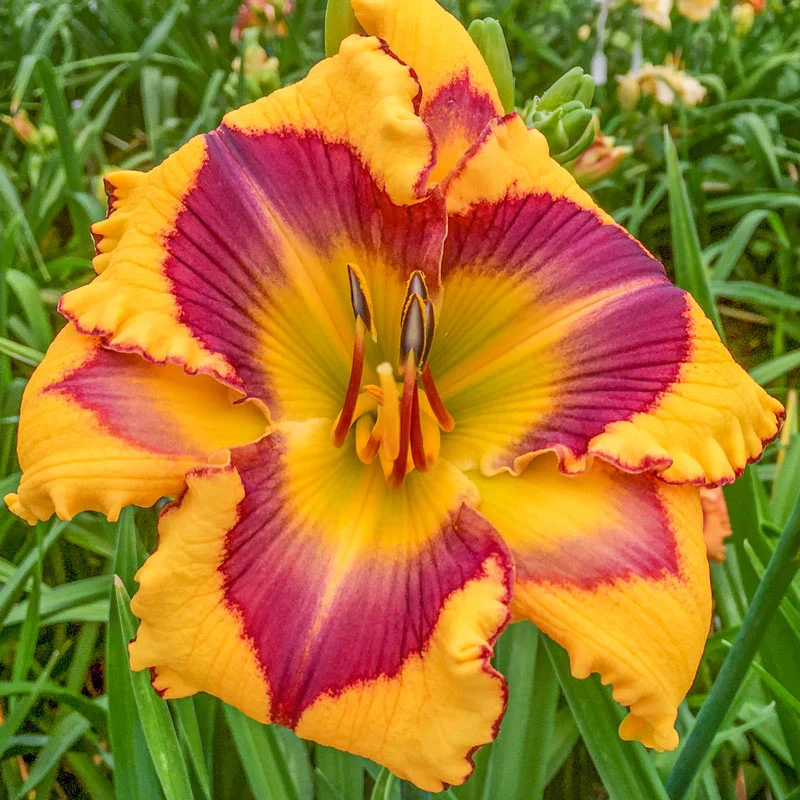 1419-bold-endeavor-reblooming-daylily-1.webp