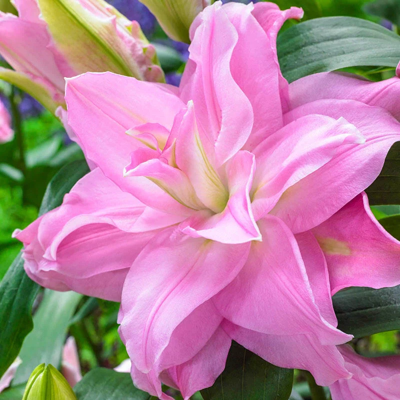 Editha Roselily
