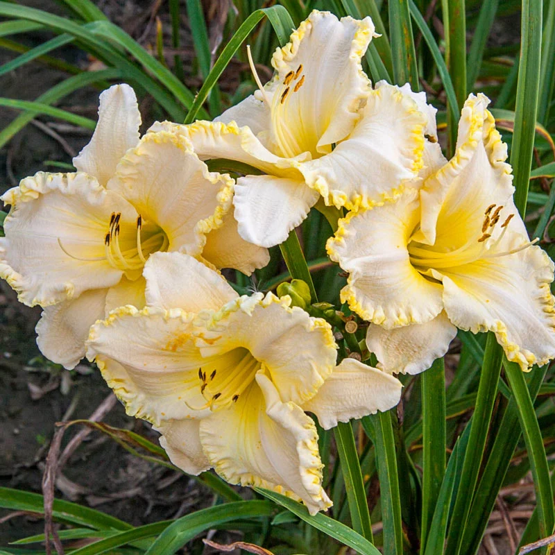 Marque Moon Daylily 1 1429-marque-moon-daylily-1.webp