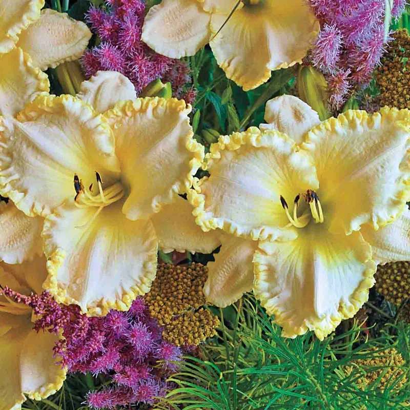 1429-marque-moon-daylily-1.webp