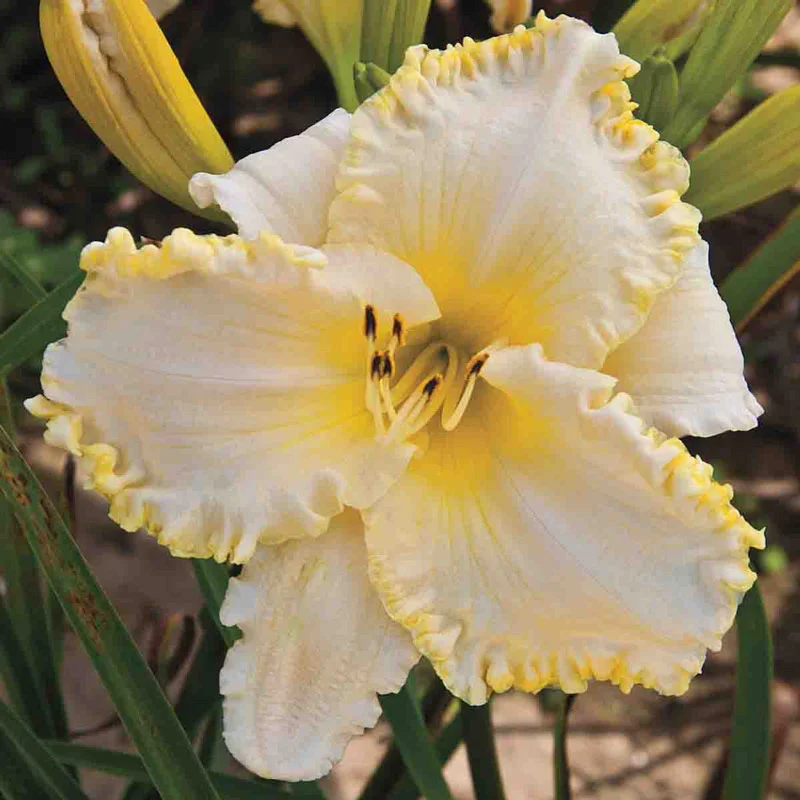 1429-marque-moon-daylily-1.webp
