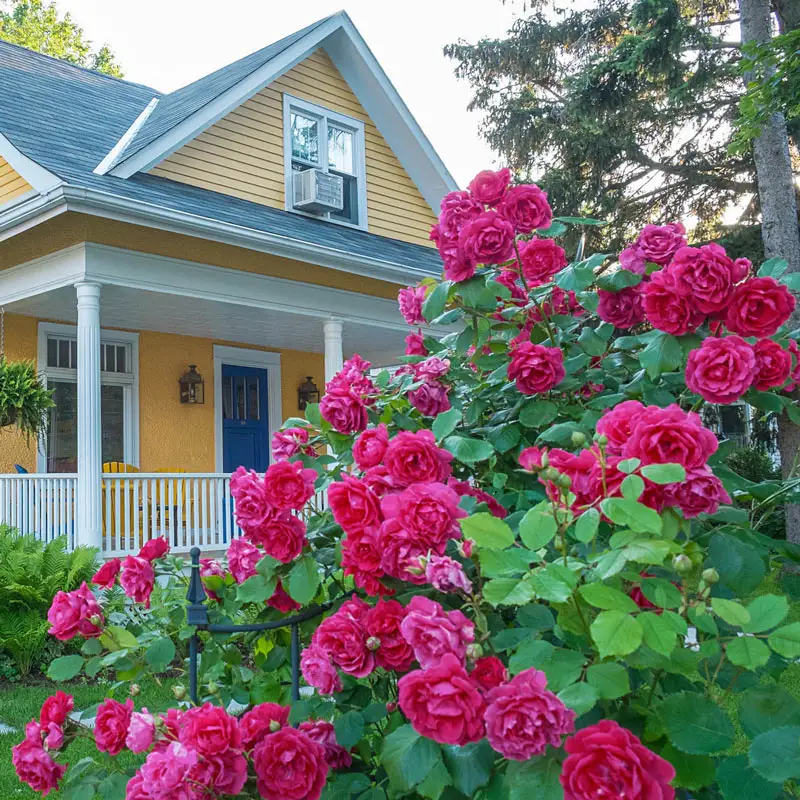 Pink Double Knock OutÂ® Shrub Rose