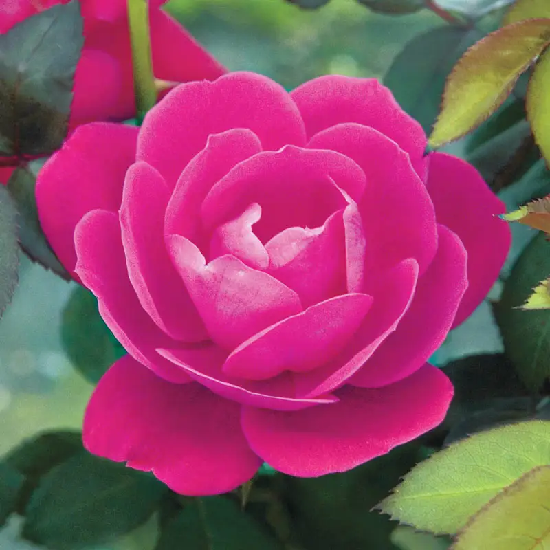 143-pink-double-knock-out-shrub-rose-1.webp