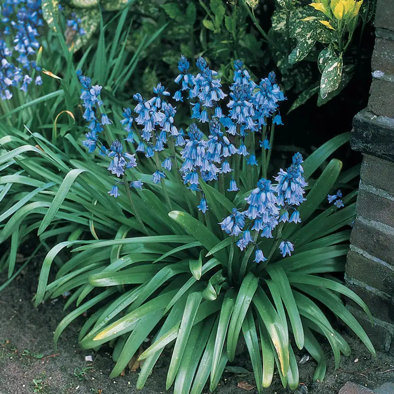 English Bluebells