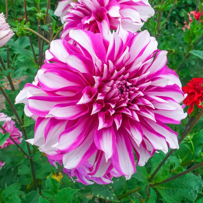 Radegast Dahlia 1 1434-radegast-dahlia-1.webp