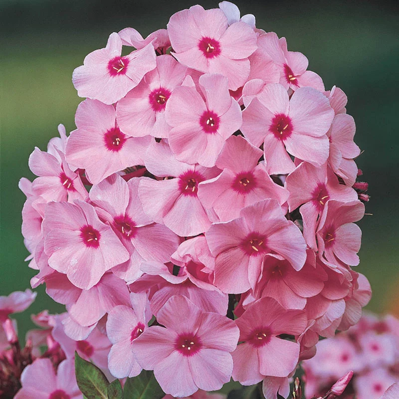 1437-eva-cullum-phlox-1.webp