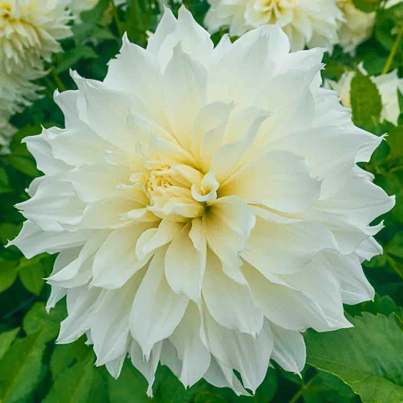Fleurel Dahlia