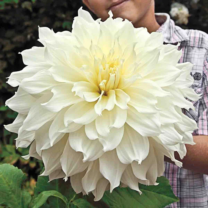 Fleurel Dahlia
