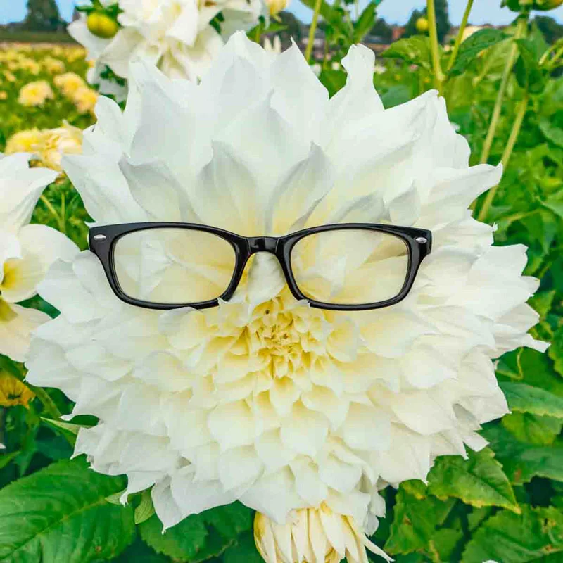 1440-fleurel-dahlia-1.webp