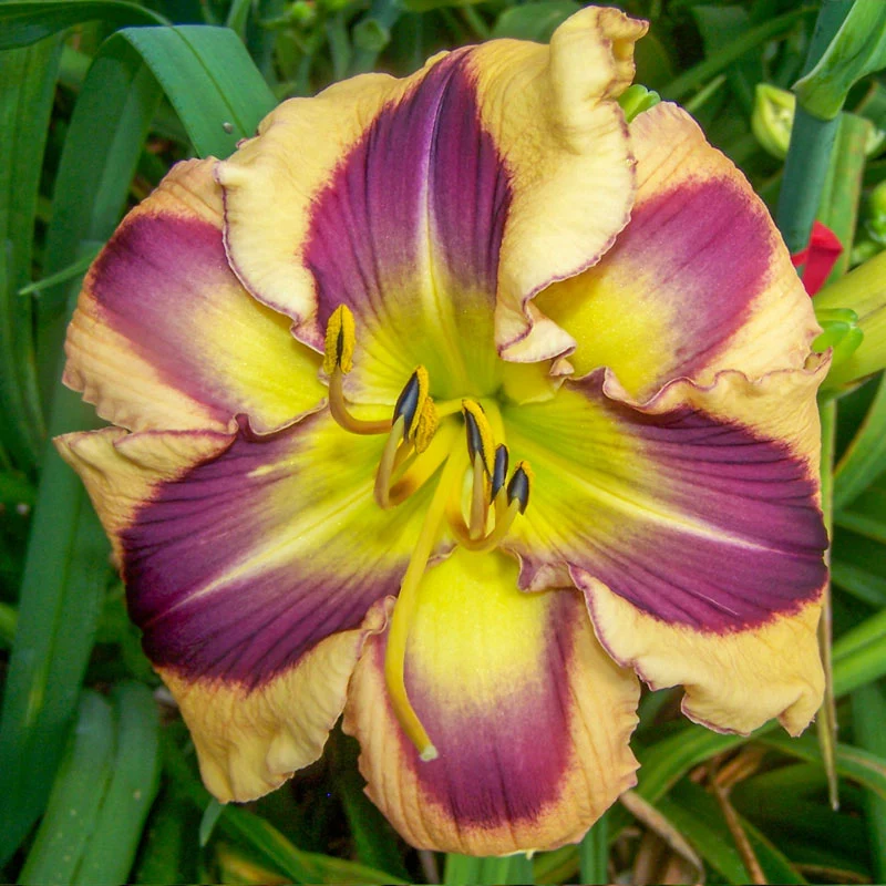 1441-chasing-ghosts-reblooming-daylily-1.webp