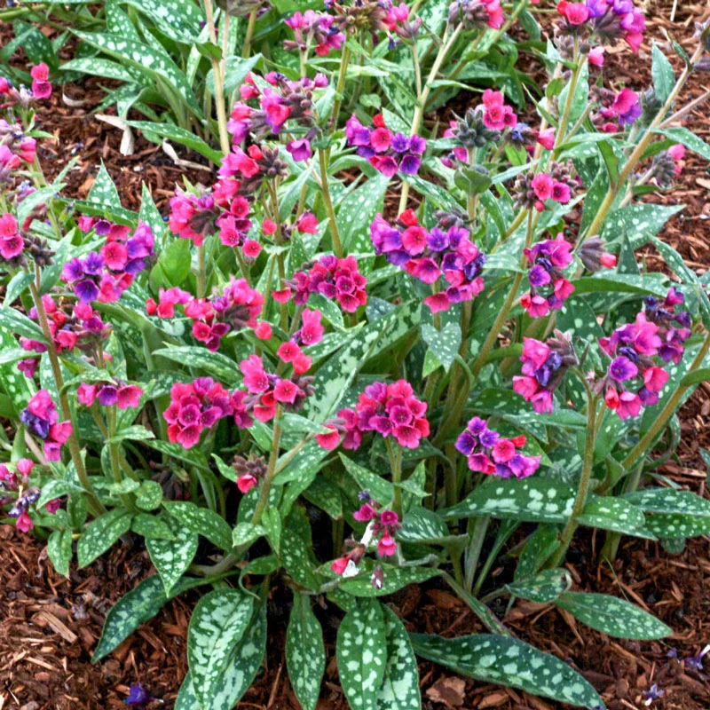 Raspberry Splash Lungwort 1 1444-raspberry-splash-lungwort-1.webp