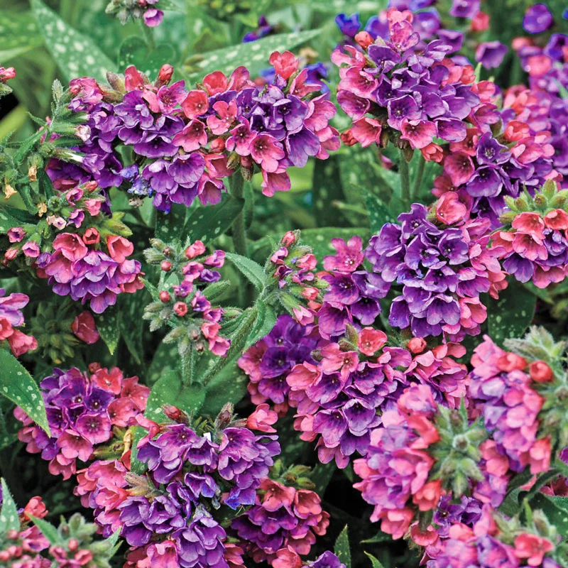 1444-raspberry-splash-lungwort-1.webp