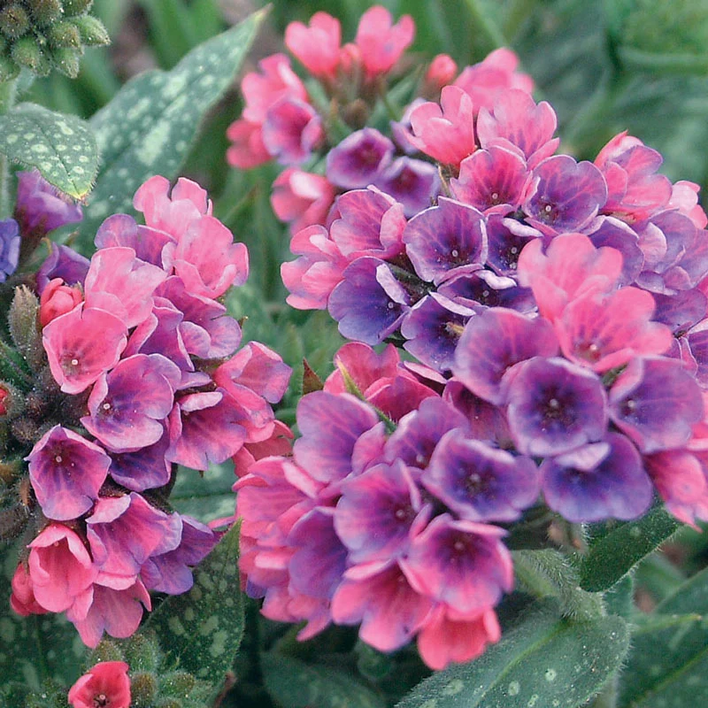 1444-raspberry-splash-lungwort-1.webp