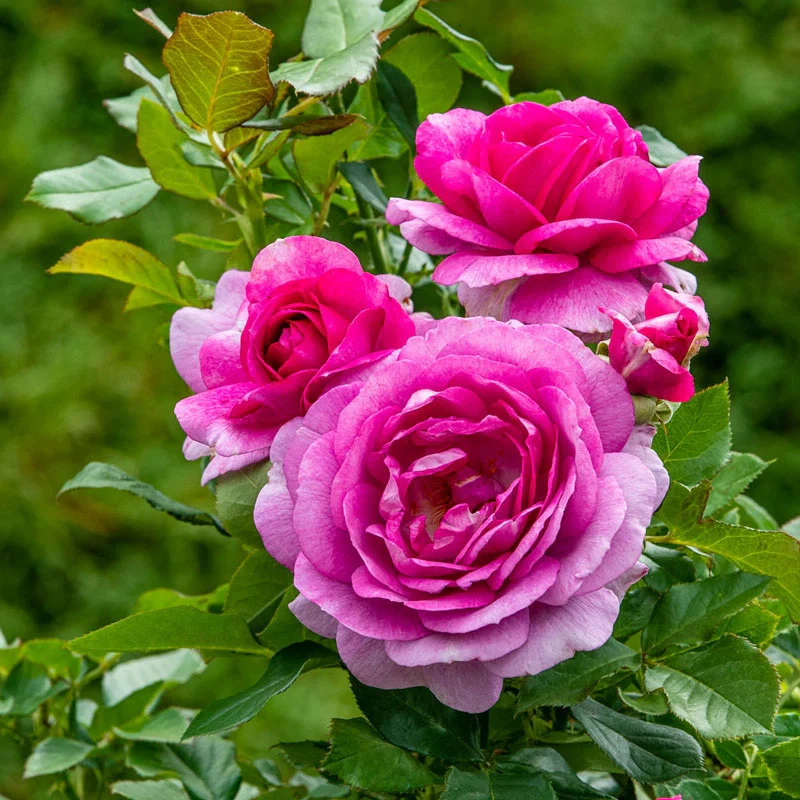 Perfume Factoryâ¢  Hybrid Tea Rose