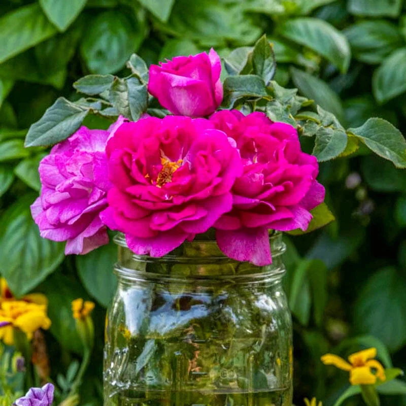 Perfume Factory⢠Hybrid Tea Rose