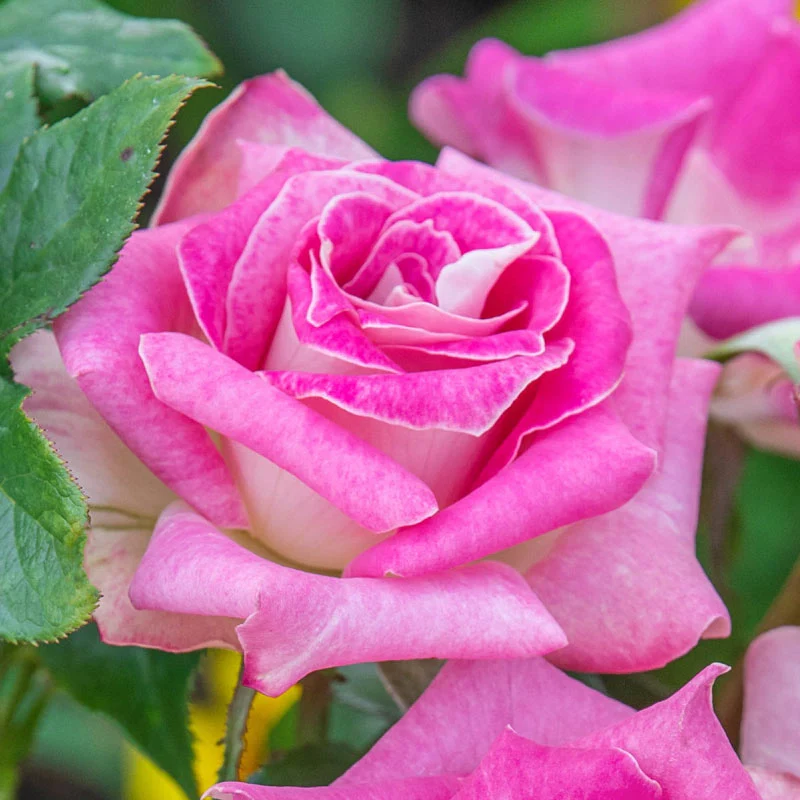 Painted Porcelainâ¢  Hybrid Tea Rose