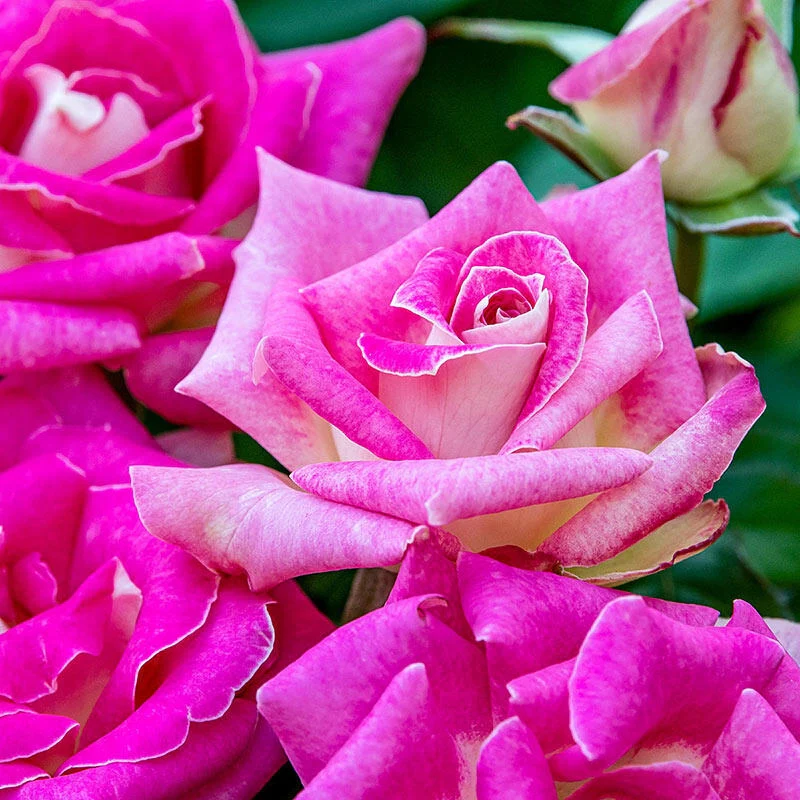 Painted Porcelain⢠Hybrid Tea Rose