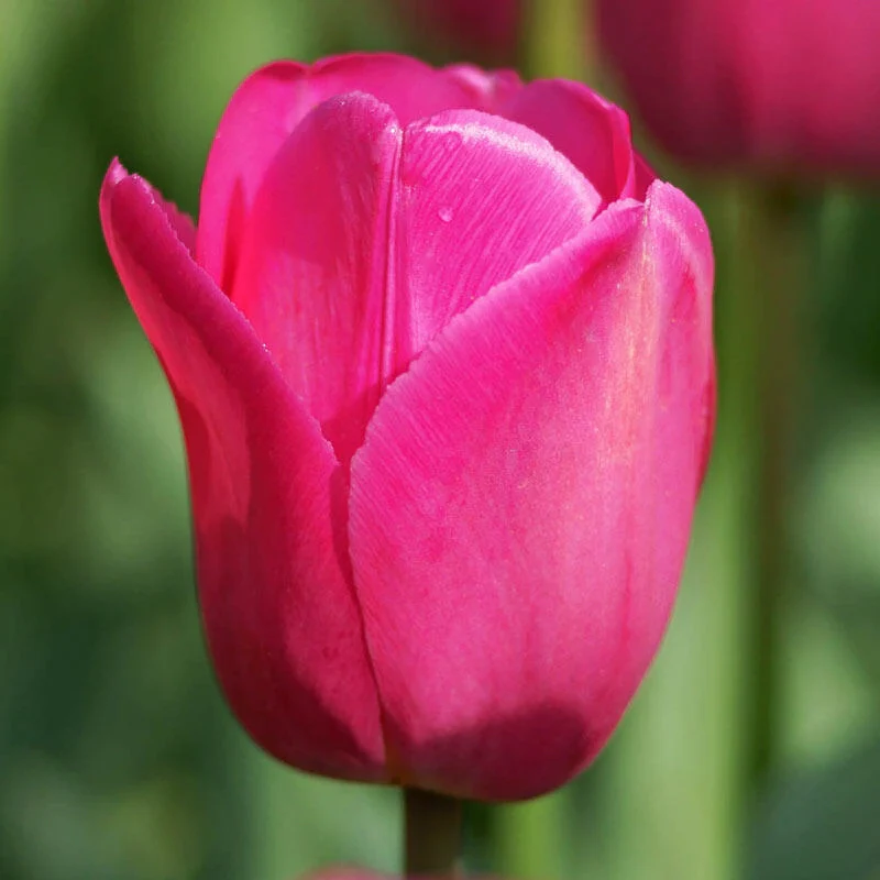 Don Quichotte Tulip Super SakÂ®