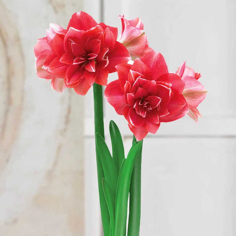 Double Dream Amaryllis Bulb