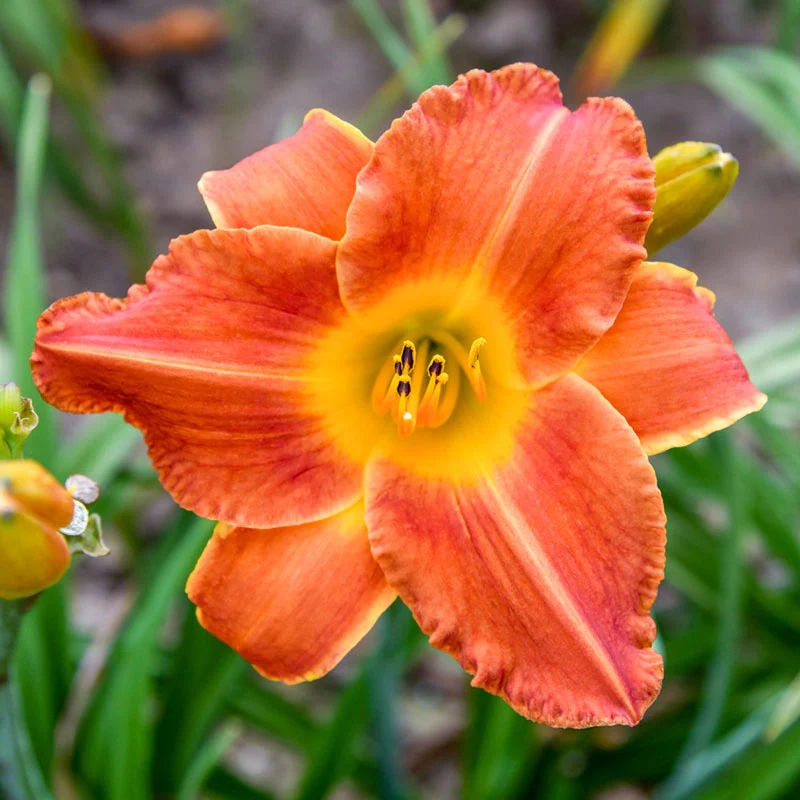 1455-bright-sunset-daylily-1.webp