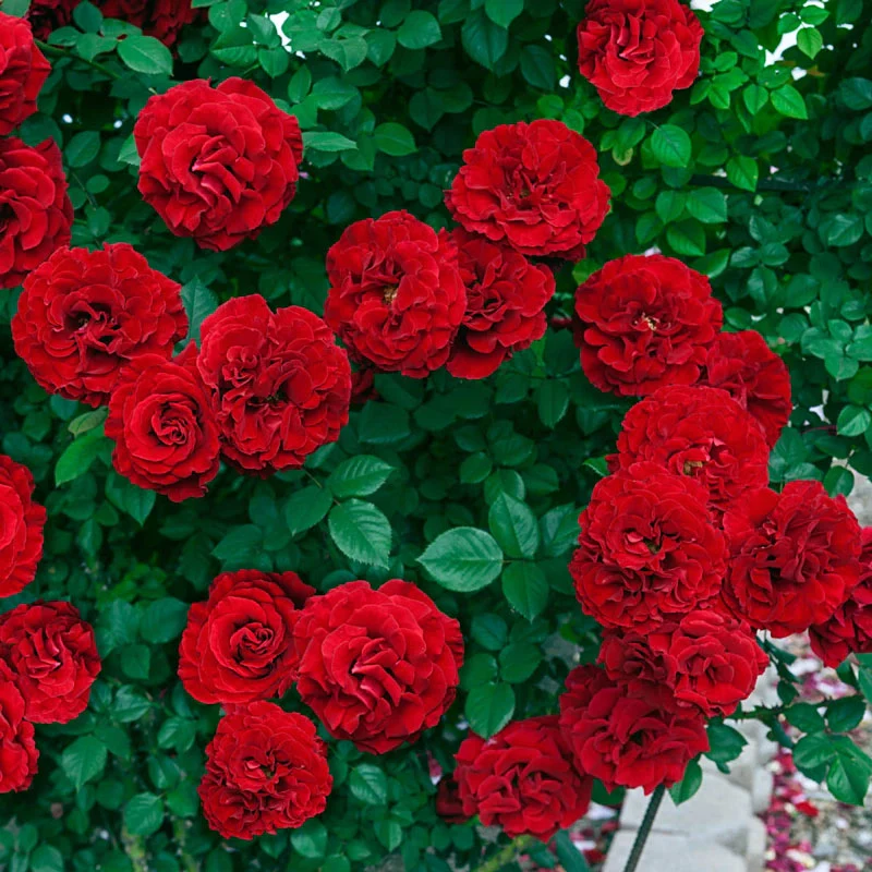Lady in Red Climbing Rose
