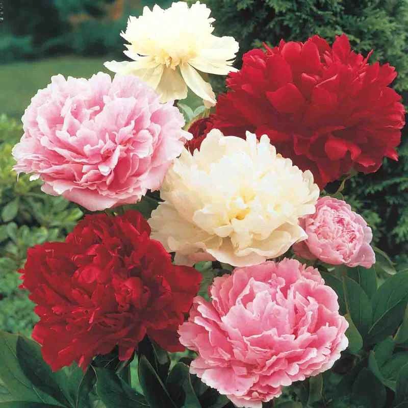 Peony Mixture Super SakÂ®