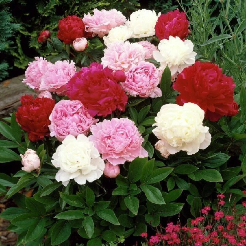 Peony Mixture Super SakÂ®