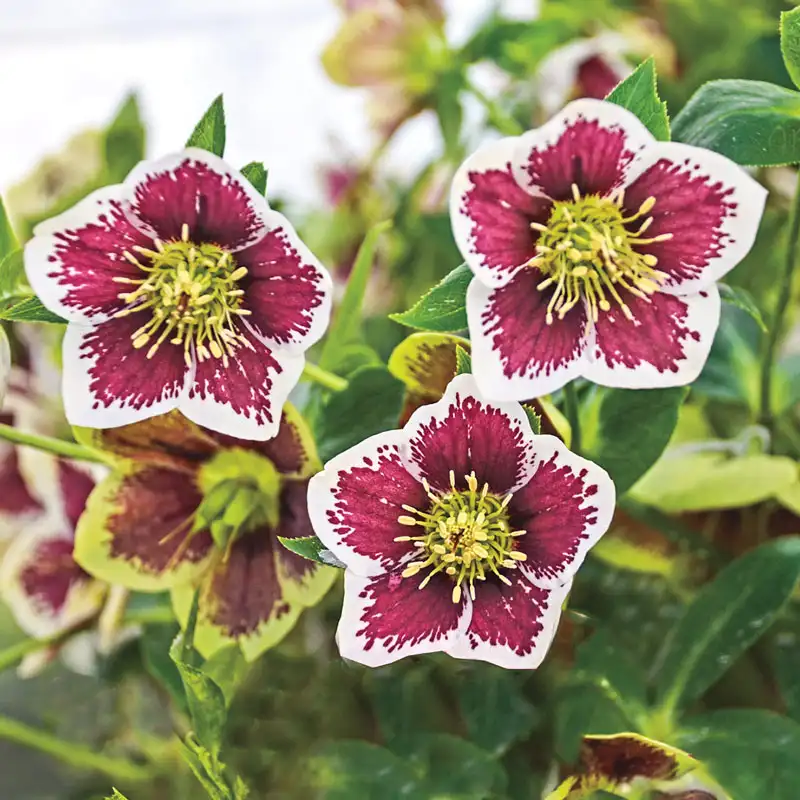 1467-romantic-getaway-single-hellebore-1.webp