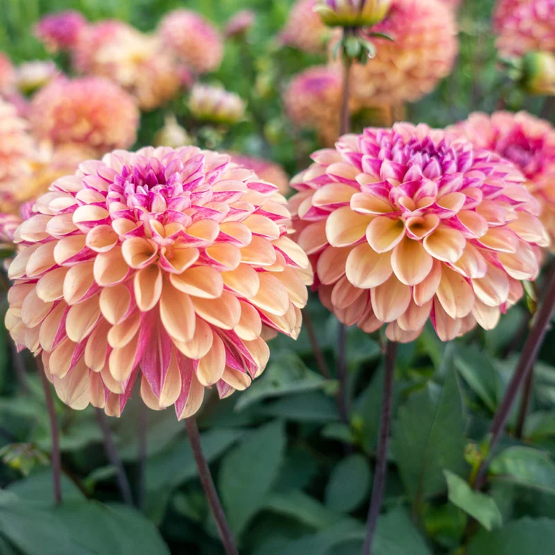 Palmares Dahlia