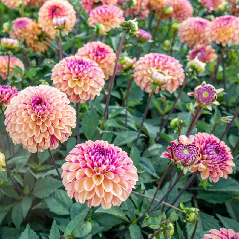 Palmares Dahlia