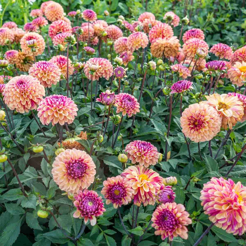 1471-palmares-dahlia-1.webp