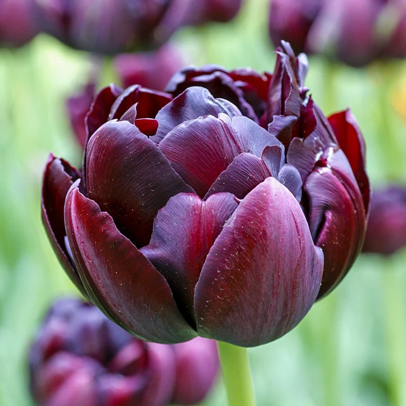 1472-black-hero-tulip-1.webp