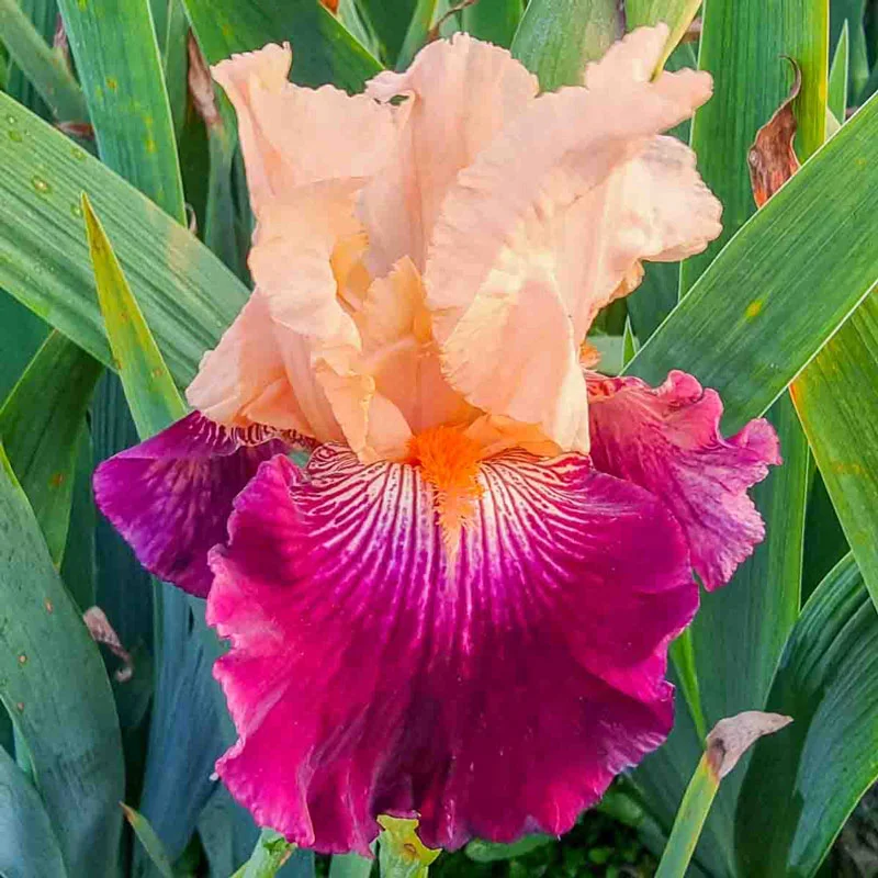 Dark Before Dawn Reblooming Bearded Iris