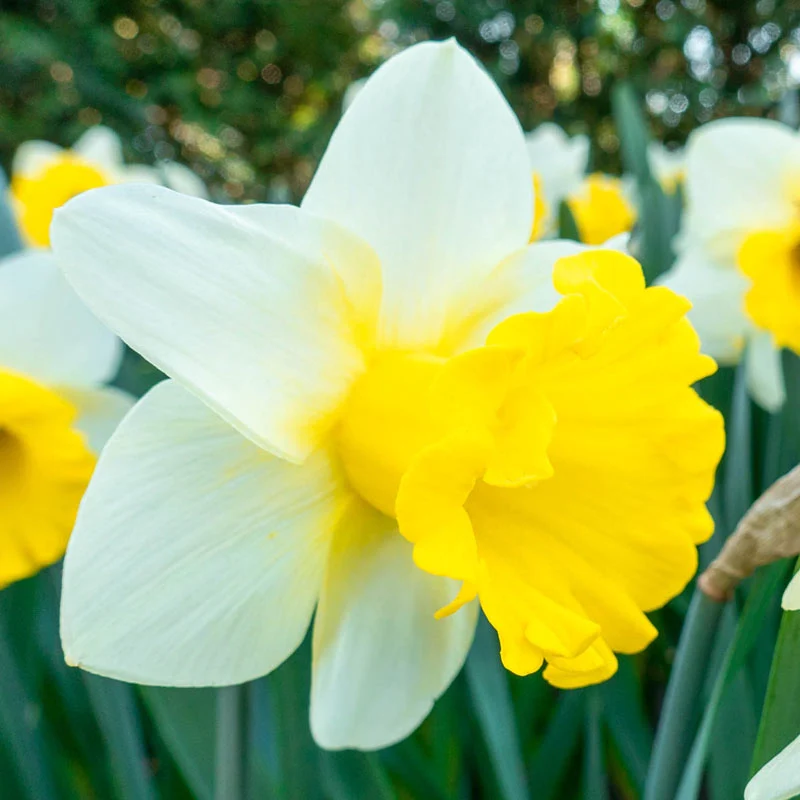 Goblet Daffodil
