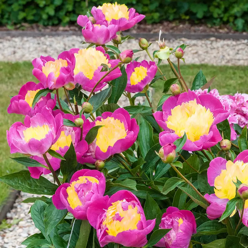 Bowl of Beauty Peony