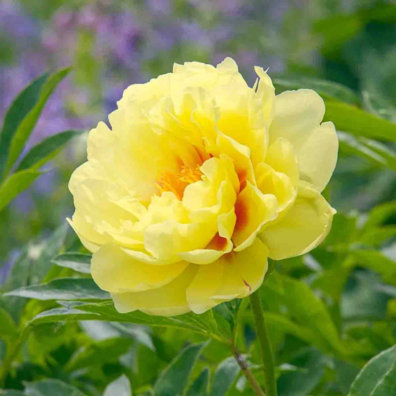 Bartzella Itoh Peony