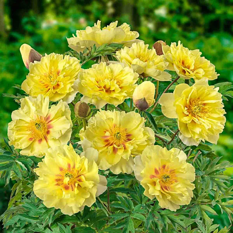 Bartzella Itoh Peony