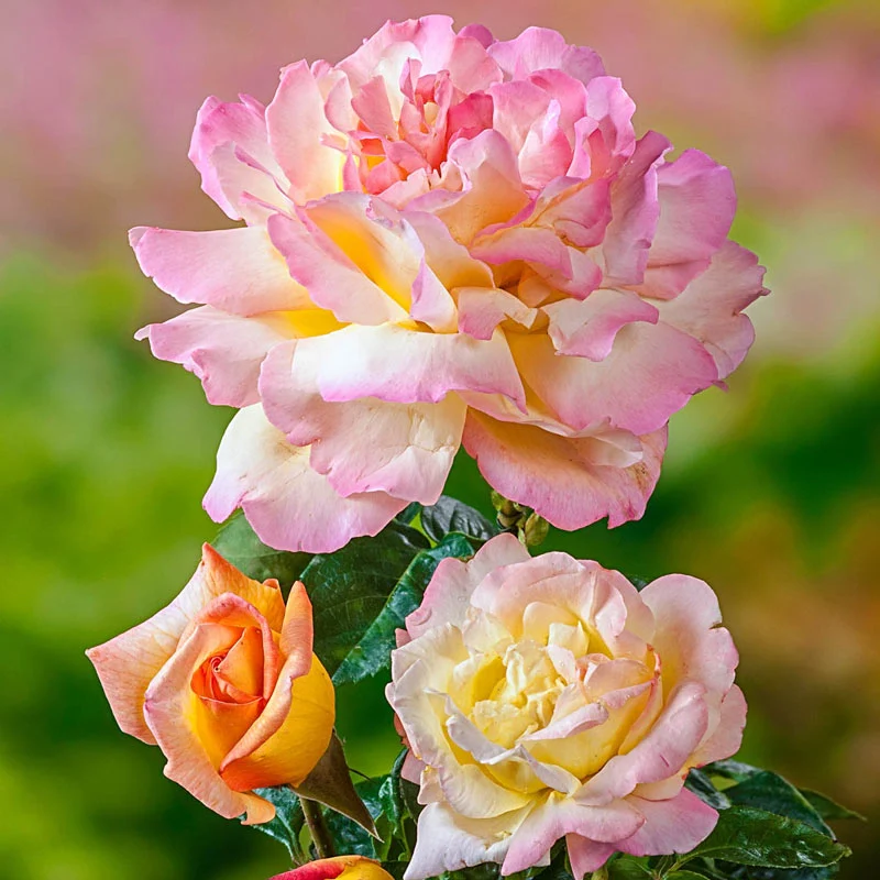 1482-peace-hybrid-tea-jumbo-rose-1.webp