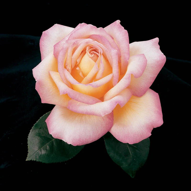 1482-peace-hybrid-tea-jumbo-rose-1.webp
