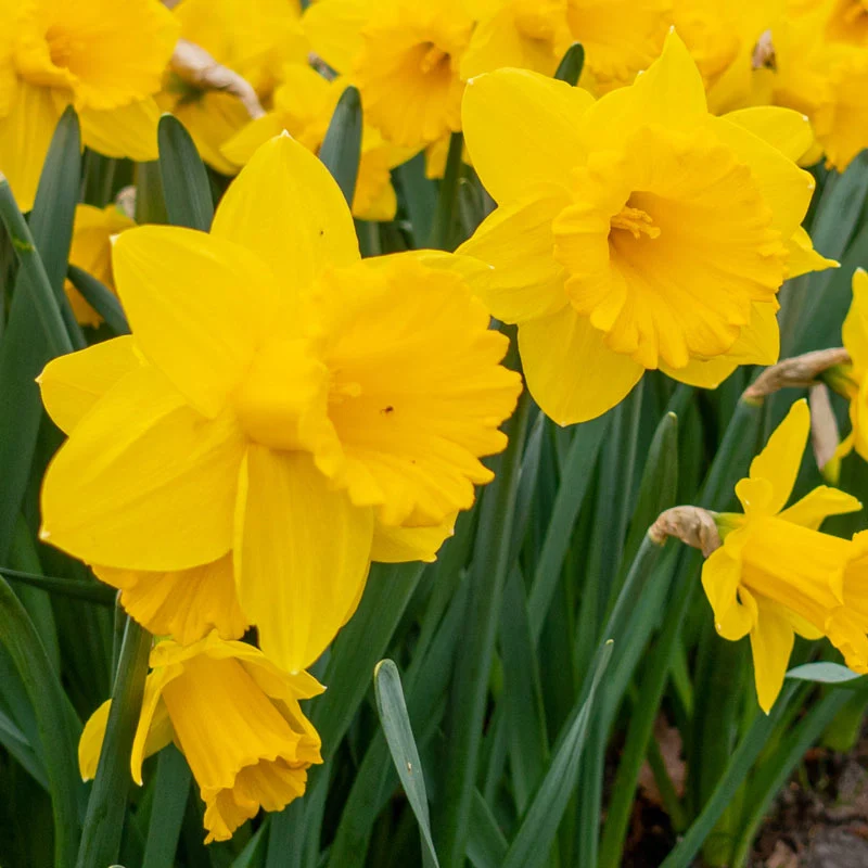 Exception Daffodil