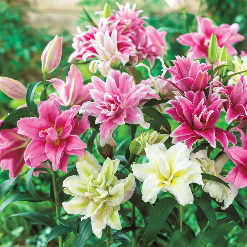 Pollen-Free Roselily Mixture
