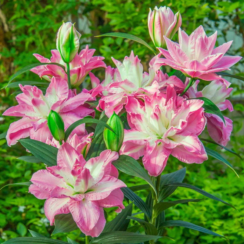 1487-lucky-angel-lily-1.webp