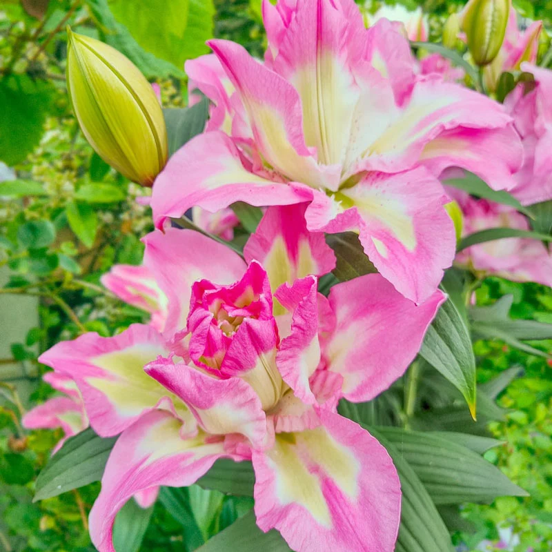 1487-lucky-angel-lily-1.webp