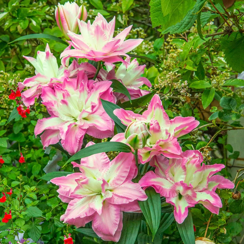 1487-lucky-angel-lily-1.webp