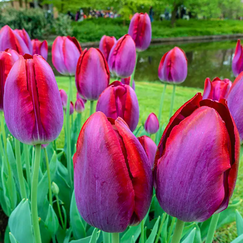 Pittsburg Tulip