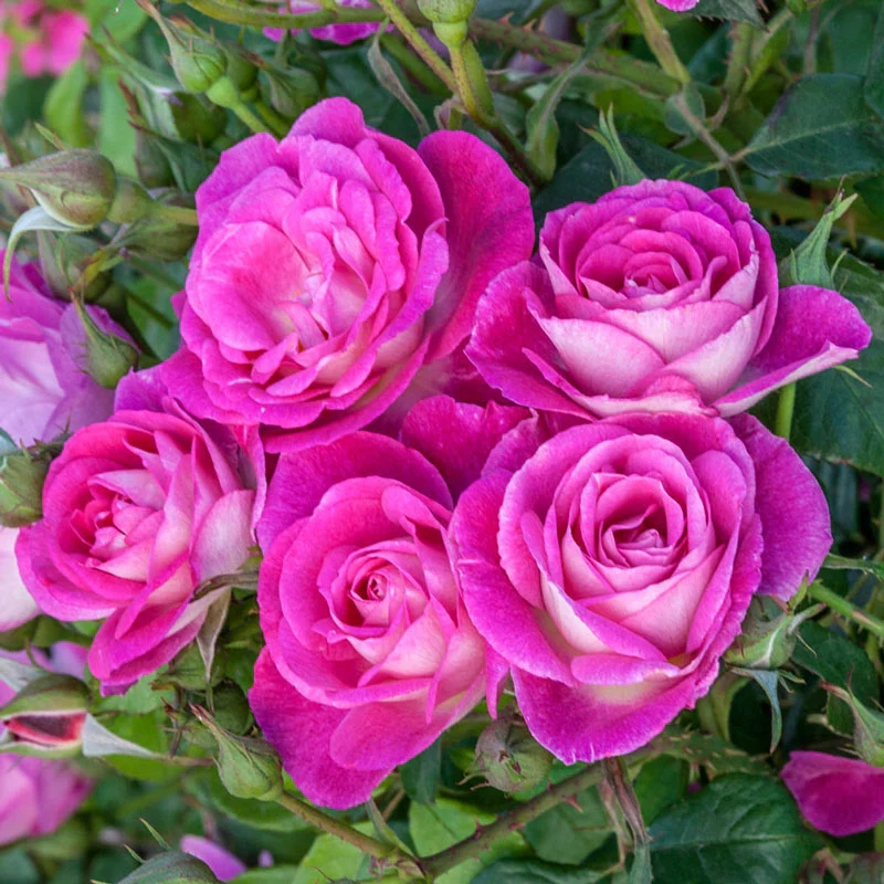 Easy to PleaseÂ® Floribunda Rose