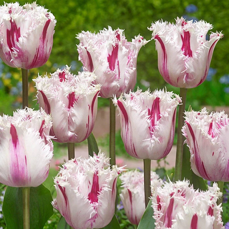 1494-coldplay-tulip-1.webp