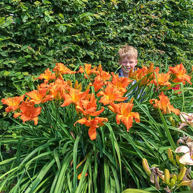 Primal Scream Daylily