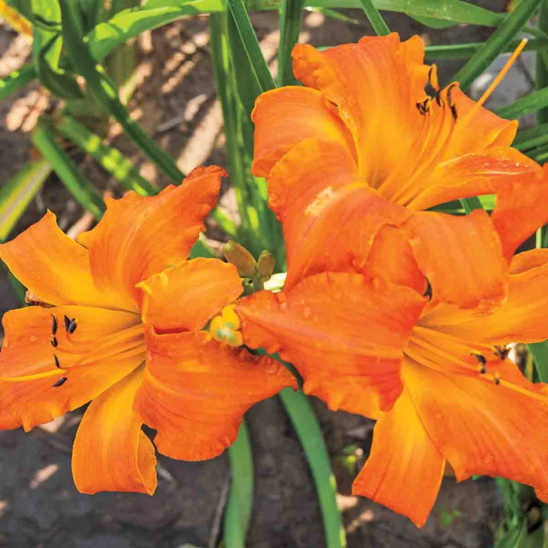 1495-primal-scream-daylily-1.webp